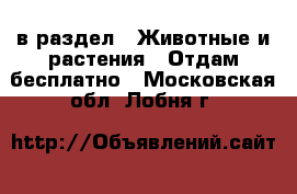  в раздел : Животные и растения » Отдам бесплатно . Московская обл.,Лобня г.